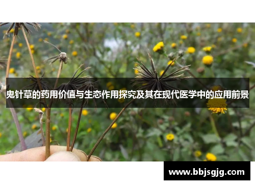 鬼针草的药用价值与生态作用探究及其在现代医学中的应用前景