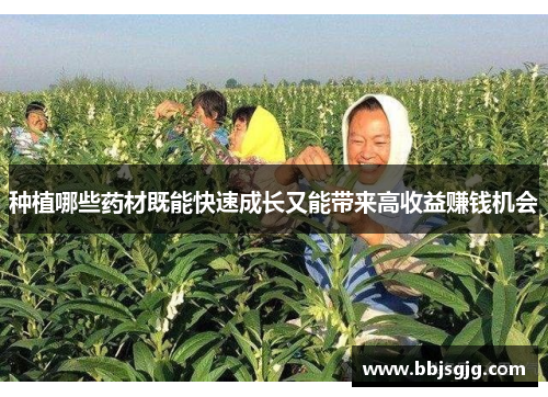 种植哪些药材既能快速成长又能带来高收益赚钱机会